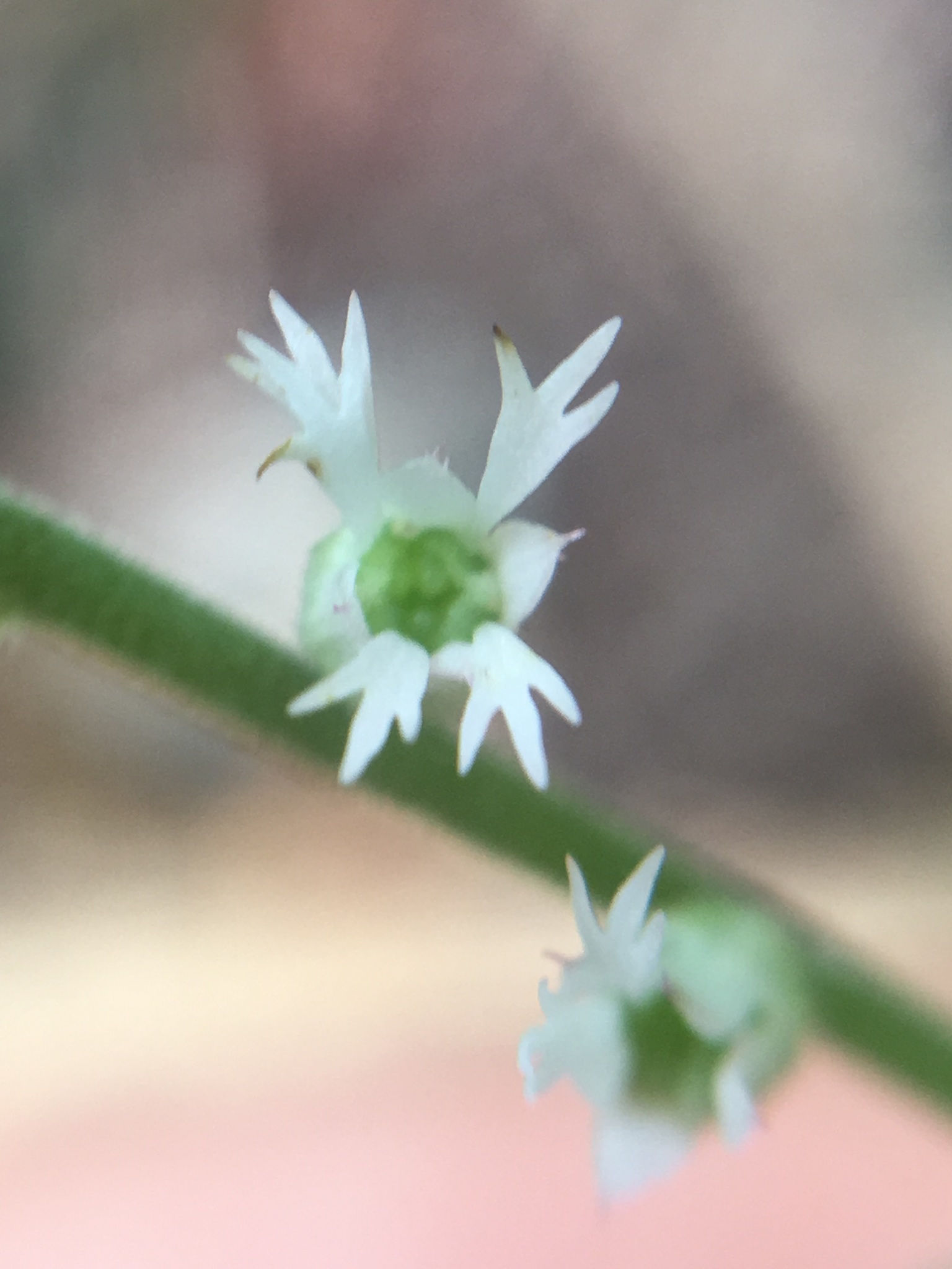 Mitella diversifolia