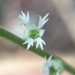 Ozomelis diversifolia - Photo (c) Damon Tighe, algunos derechos reservados (CC BY-NC), subido por Damon Tighe