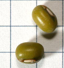 Vigna radiata