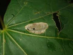 Phyllonorycter joannisi