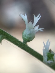 Ozomelis diversifolia