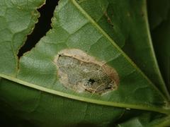 Phyllonorycter joannisi