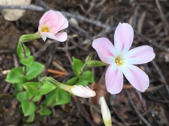 Phlox adsurgens
