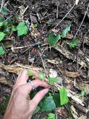 Ozomelis diversifolia