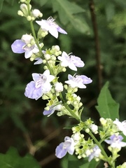 Vitex negundo heterophylla
