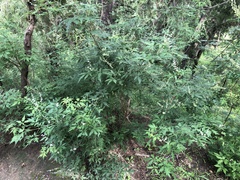 Vitex negundo heterophylla