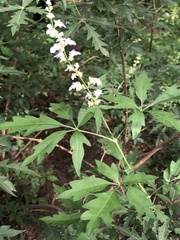 Vitex negundo heterophylla