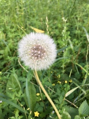 Taraxacum officinale