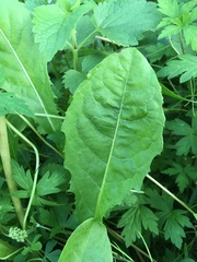 Taraxacum officinale