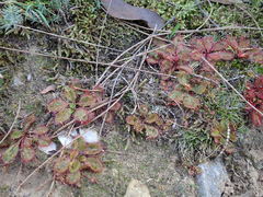 Drosera praefolia