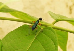 Neocollyris