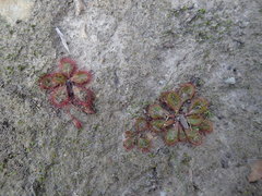 Drosera praefolia