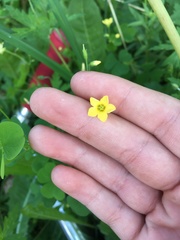 Oxalis stricta