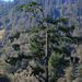 Picea morrisonicola - Photo (c) Zilupe, algunos derechos reservados (CC BY)