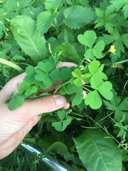 Oxalis stricta