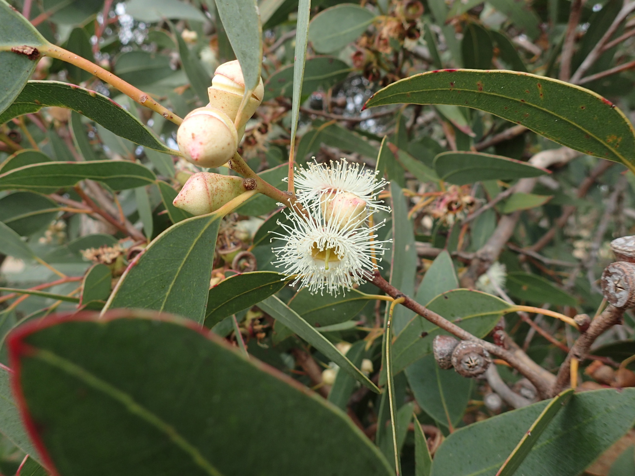 Eucalyptus cosmophylla