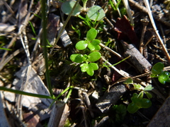 Hydrocotyle foveolata