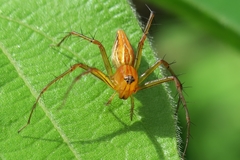Oxyopes lineatipes