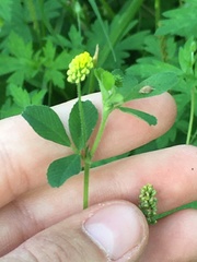 Medicago lupulina
