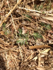 Cardionema ramosissimum