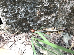 Scolopendra mutilans