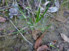 Laxmannia orientalis