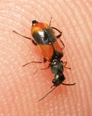 Anthocomus equestris