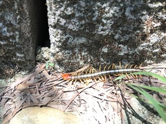 Scolopendra mutilans