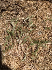 Cardionema ramosissimum