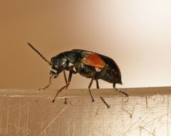 Anthocomus equestris