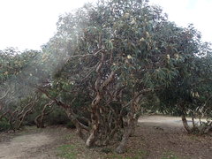 Eucalyptus cosmophylla