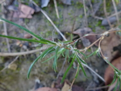 Laxmannia orientalis