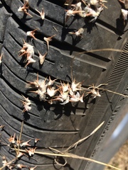 Cardionema ramosissimum