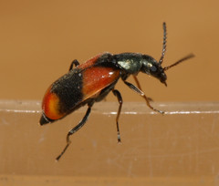 Anthocomus equestris