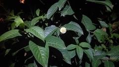 Cephalanthus tetrandra