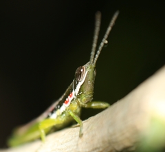 Neorthacris