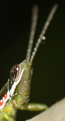 Neorthacris