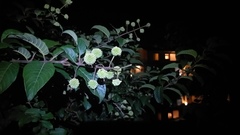 Cephalanthus tetrandra