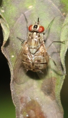 Stomoxys indicus
