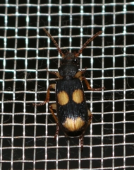 Macrocheilus