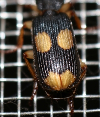 Macrocheilus