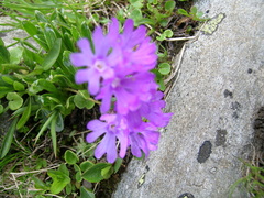 Primula glutinosa