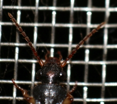 Macrocheilus