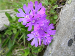 Primula glutinosa
