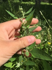 Chenopodium album