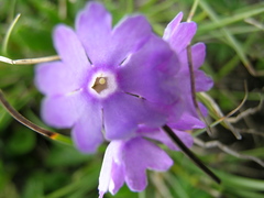 Primula glutinosa