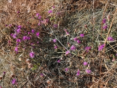 Centaurea paniculata