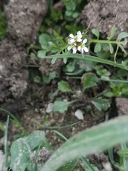 Cardamine