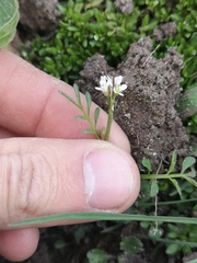 Cardamine