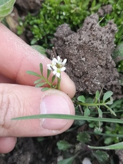 Cardamine